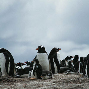 Falkland Islands travel guide