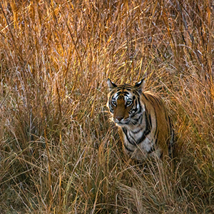 Where to go on a family wildlife holiday