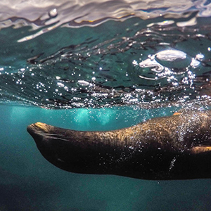 Family wildlife trips guide