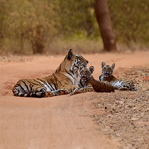 Tiger safaris with kids