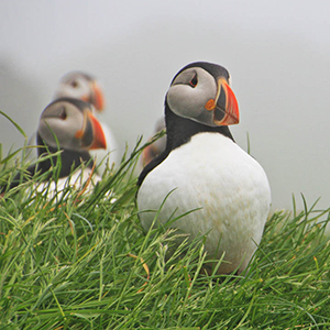Bird watching in the Faroe Islands