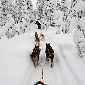 Finland husky safaris