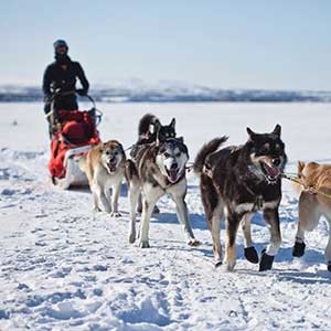 Husky safaris in Yukon