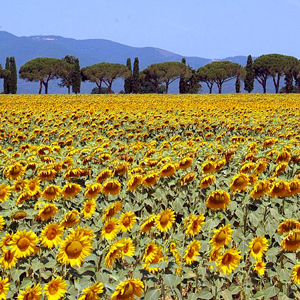 Walking in Tuscany