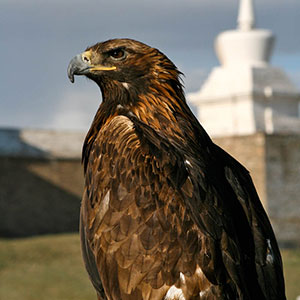 Mongolia�s Golden Eagle Festivals