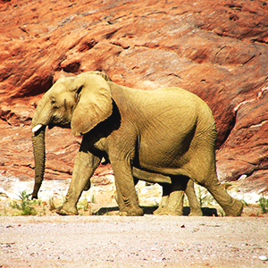 Desert Elephants in Namibia