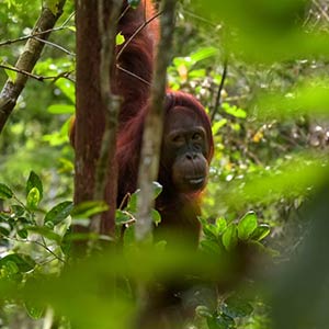 Orangutan photography holidays