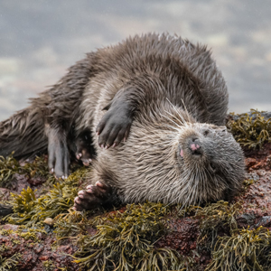 Wildlife on a small ship cruise in Scotland