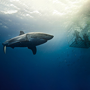 Is it ethical to swim with Great White sharks?