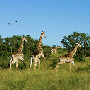 Family travel in South Africa guide