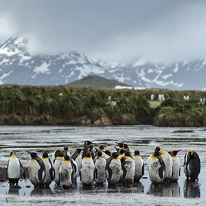 South Georgia travel guide