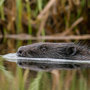 Sweden wildlife map & highlights