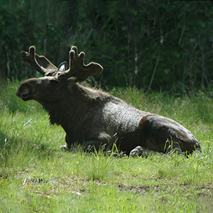 Wildlife in Sweden travel guide