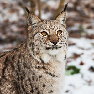What wildlife can you see in Sweden?