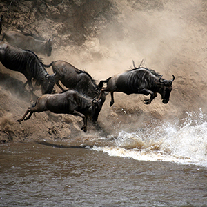 Wildebeest Migration in Tanzania
