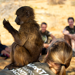 Wildlife sanctuary volunteering in Namibia