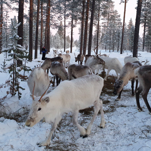 Winter holidays in Lapland