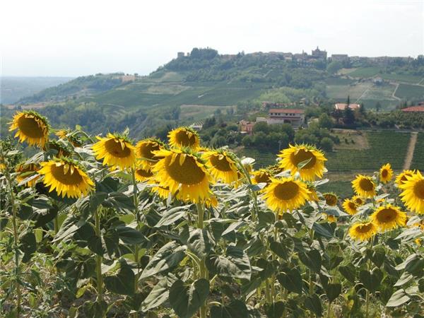Piedmont cycling vacation, Italy 