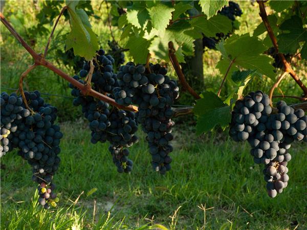 Piedmont walking vacation, Vineyards of Barolo 