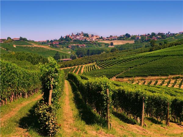 Piedmont walking vacation, Vineyards of Barolo 