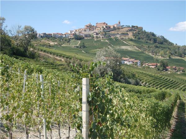 Piedmont walking vacation, Vineyards of Barolo 