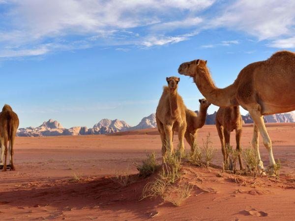 Jordan cultural tour, Petra and Wadi Rum