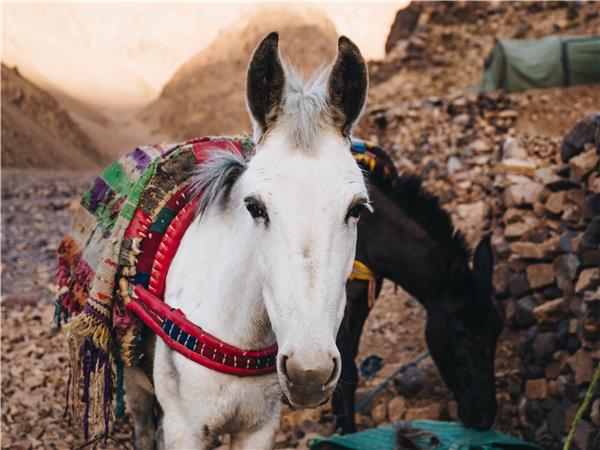 Mount Toubkal climb in Morocco