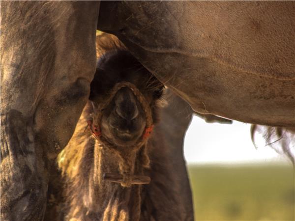 Small group vacation in Mongolia