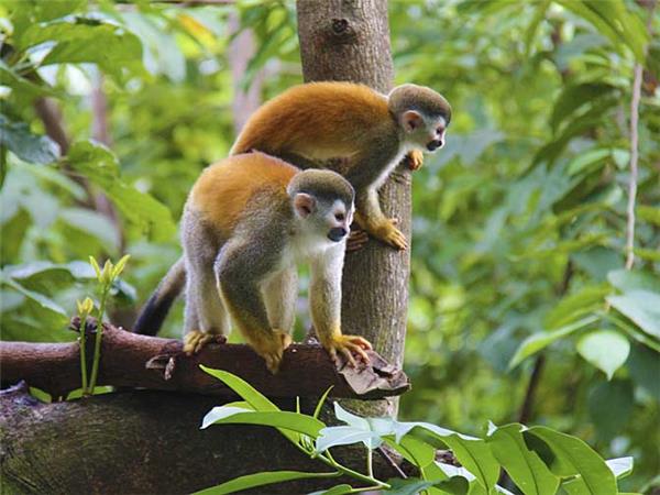 Family adventure vacation in Peru, Inca & Amazon