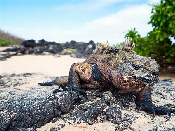 Galapagos Islands vacation
