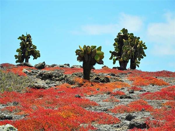 Galapagos Islands vacation