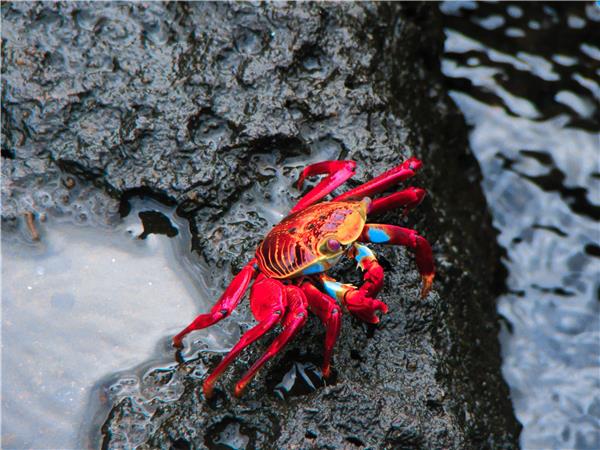 Galapagos Islands walking vacation