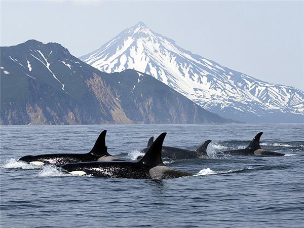 British Columbia wildlife holiday, whales and bears