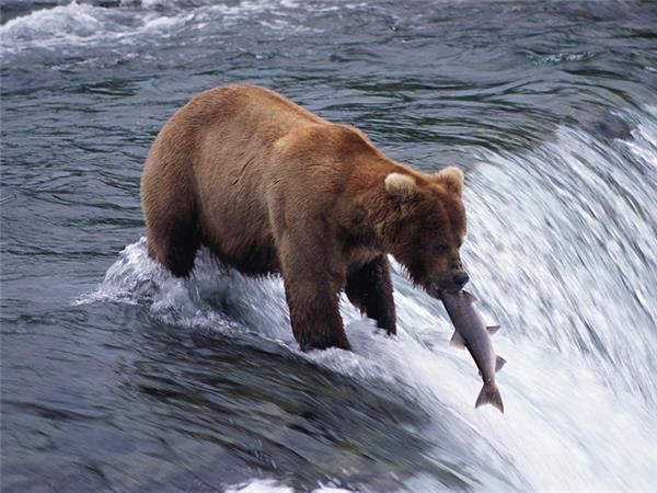 British Columbia wildlife holiday, whales and bears