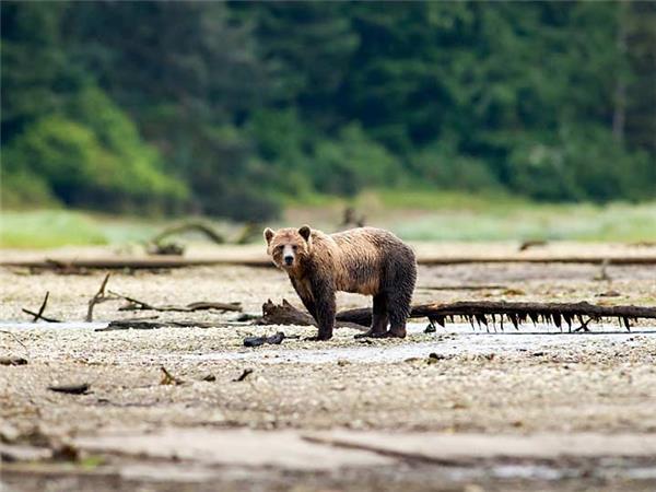 British Columbia wildlife holiday, whales and bears