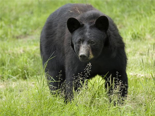 British Columbia wildlife holiday, whales and bears