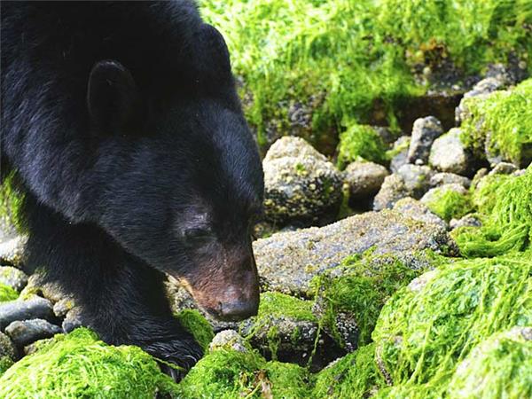 British Columbia wildlife holiday, whales and bears