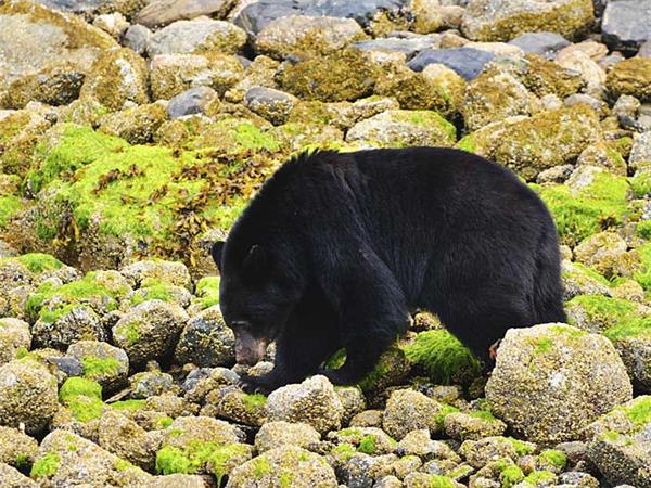 British Columbia wildlife holiday, whales and bears