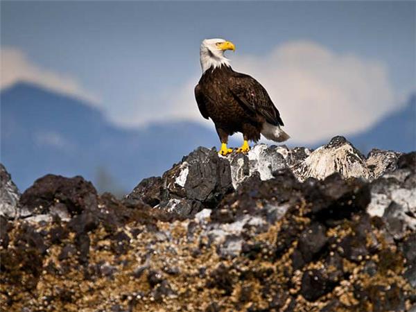 British Columbia wildlife holiday, whales and bears