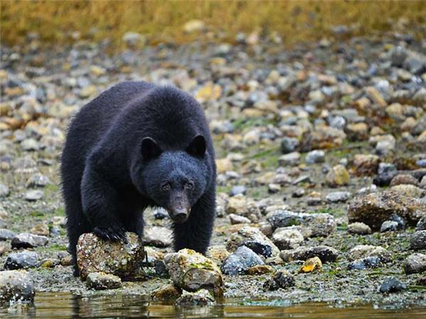 British Columbia wildlife holiday, whales and bears