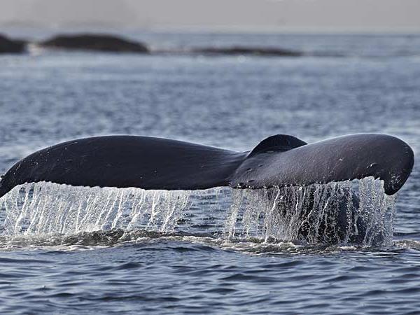 British Columbia wildlife holiday, whales and bears