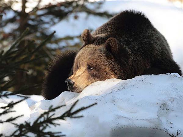 Transylvania winter walking & snowshoeing vacation