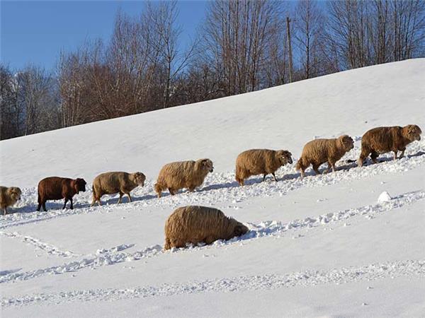 Transylvania winter walking & snowshoeing vacation