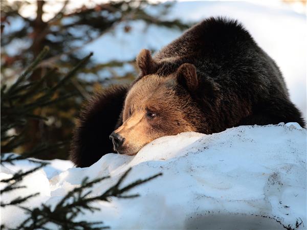 Transylvania winter walking & snowshoeing vacation