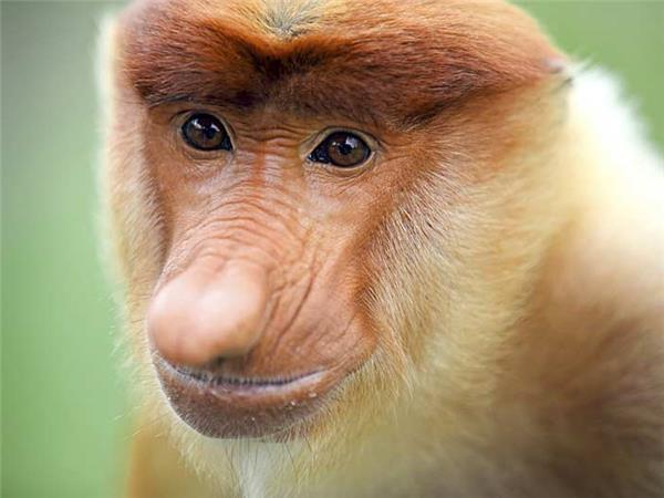 Borneo wildlife vacation