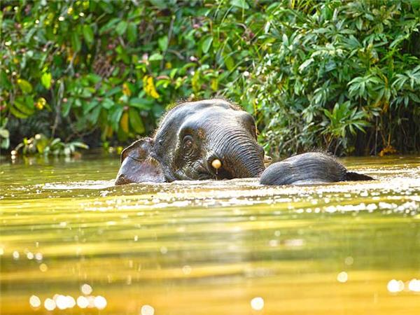 Borneo wildlife vacation