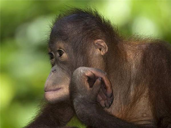 Borneo wildlife vacation