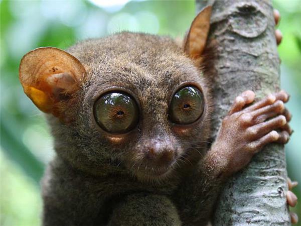 Borneo wildlife vacation