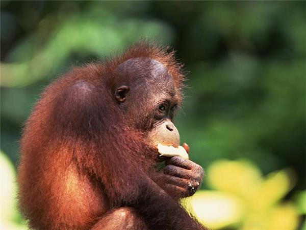 Borneo wildlife vacation