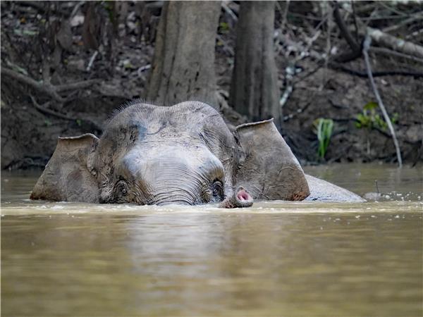 Borneo wildlife vacation